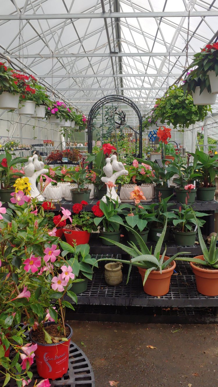 Lush greenhouse filled with a variety of flowering plants, including vibrant pink and red blooms, decorative pots, and white bird sculptures. The space features hanging baskets, potted plants, and a metal archway, creating a colorful and inviting atmosphere for gardening enthusiasts.