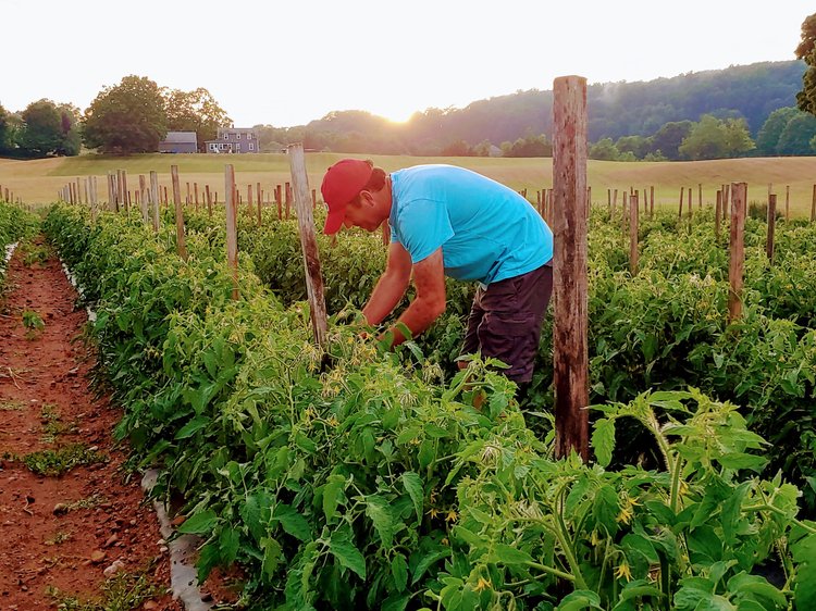 A farmer tending to tomato plants in a field during sunset, showcasing sustainable agriculture practices and crop maintenance.