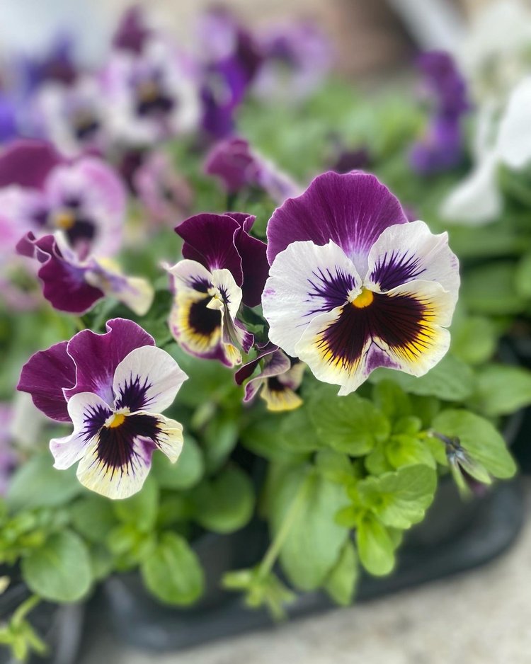 Colorful pansy flowers in shades of purple, white, and yellow, surrounded by green foliage, showcasing their vibrant petals in a garden setting.