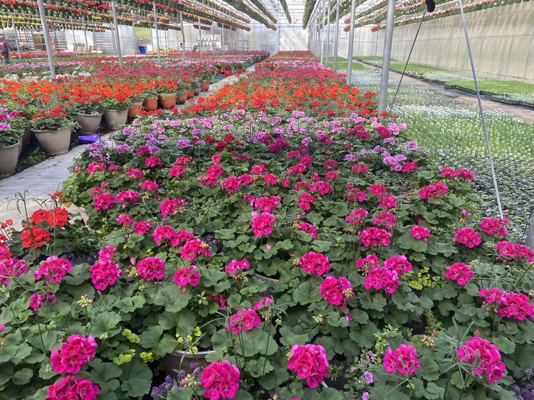 Vibrant greenhouse filled with blooming geraniums in various shades of pink, red, and purple, showcasing a lush display of flowers in pots and rows, ideal for gardening enthusiasts and floral arrangements.