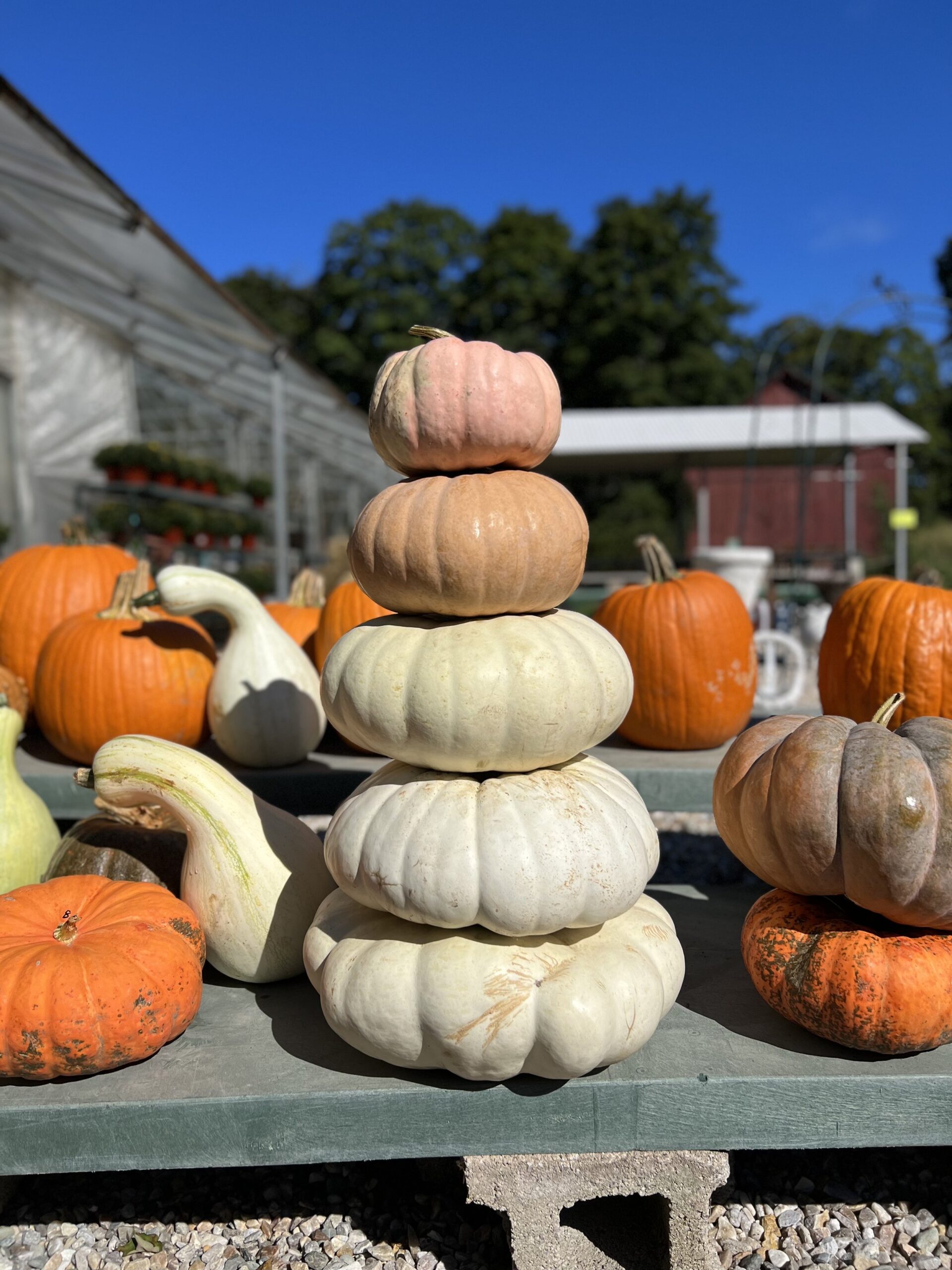 Stack of five decorative pumpkins in varying colors, including white, pink, and orange, displayed on a table at a farm with a clear blue sky in the background.