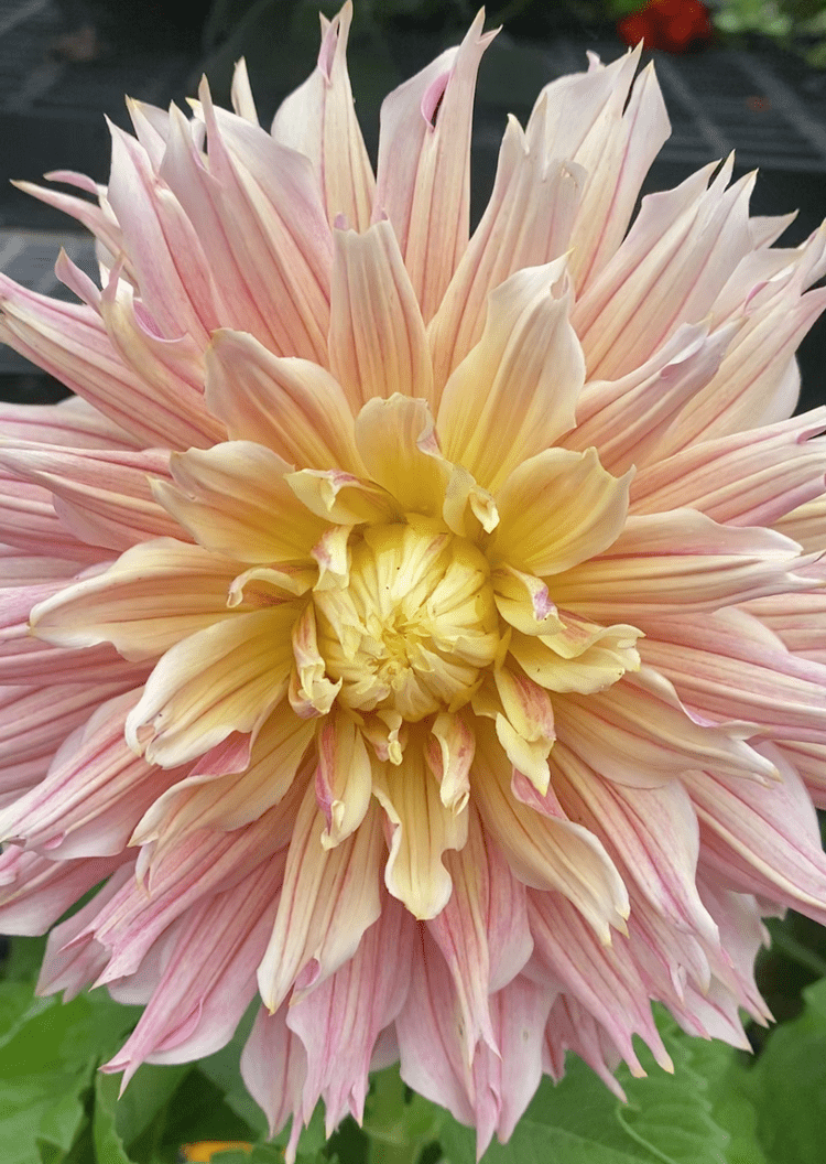 Close-up of a vibrant dahlia flower with soft pink and yellow petals, showcasing its intricate layered structure and natural beauty. Ideal for gardening and floral design enthusiasts.