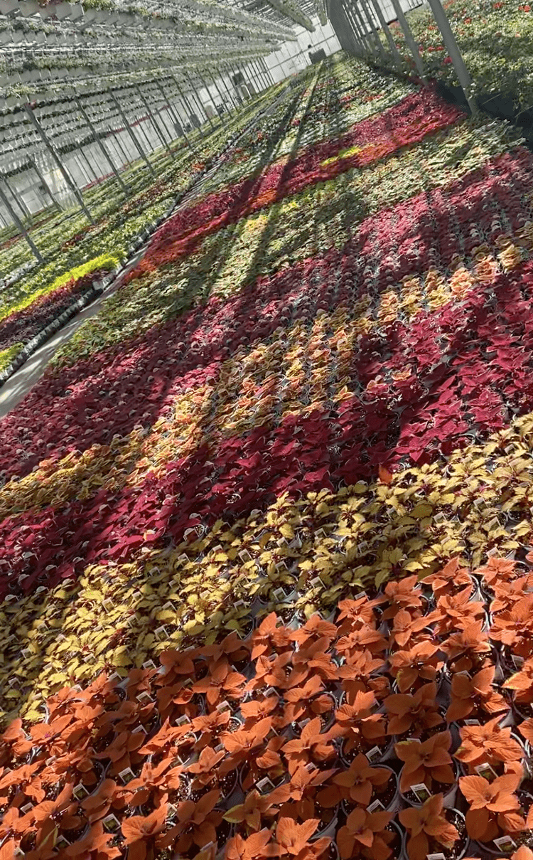 Vibrant rows of colorful flowers in a greenhouse, featuring shades of red, orange, yellow, and green, with shadows cast across the floor, showcasing a lush floral display.