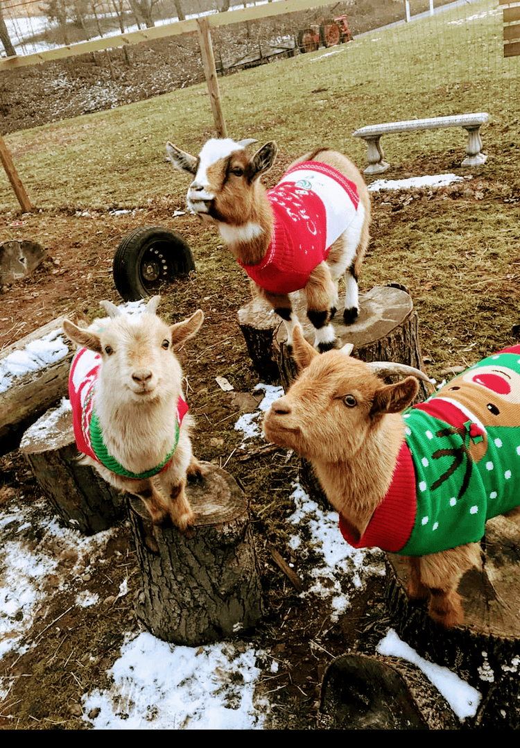 Three goats wearing festive sweaters stand on wooden stumps in a snowy pasture. The goats are dressed in holiday-themed attire, with one wearing a red and white sweater and another in a green sweater featuring a reindeer design. The background includes a tire and a bench, creating a charming farm scene.